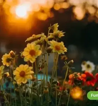 por-que-hay-que-llevar-flores-a-los-muertos
